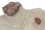 Interesting, Red Morocops Trilobite - Zerig, Morocco #264878-7